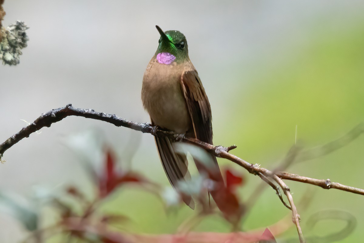 Fawn-breasted Brilliant - ML623338018