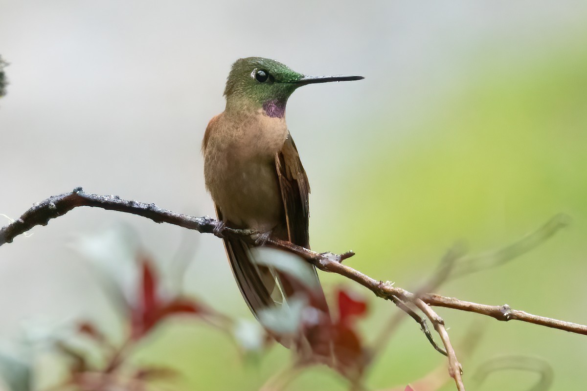 Fawn-breasted Brilliant - ML623338019