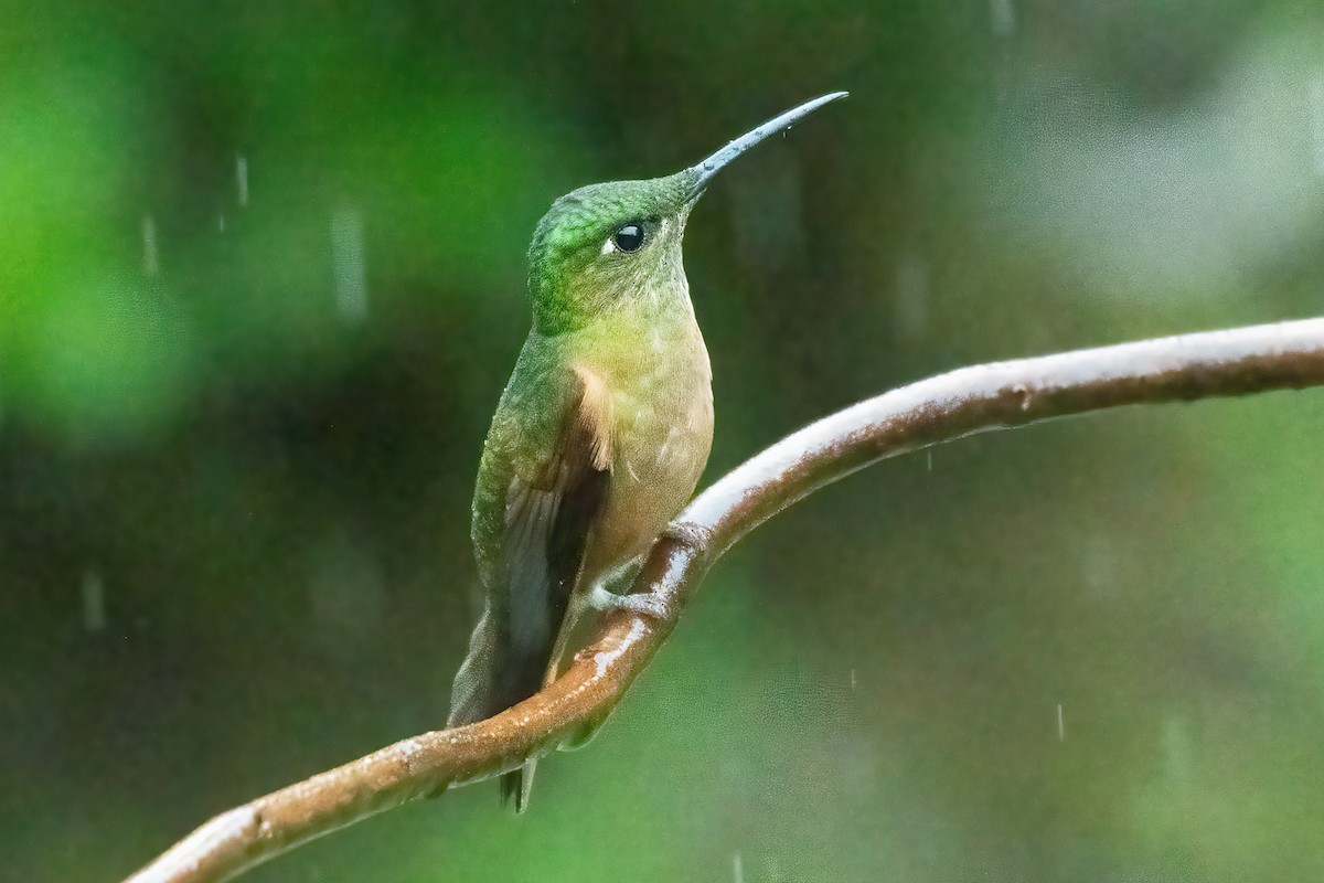 Fawn-breasted Brilliant - ML623338021