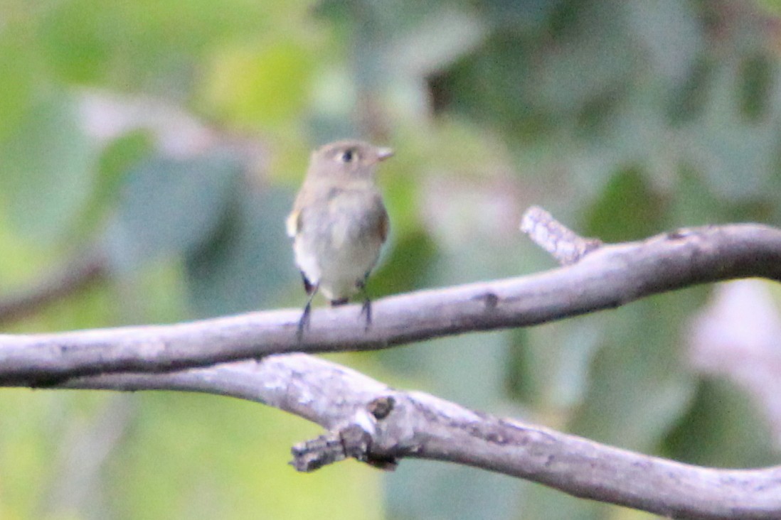 Buff-breasted Flycatcher - ML623338026