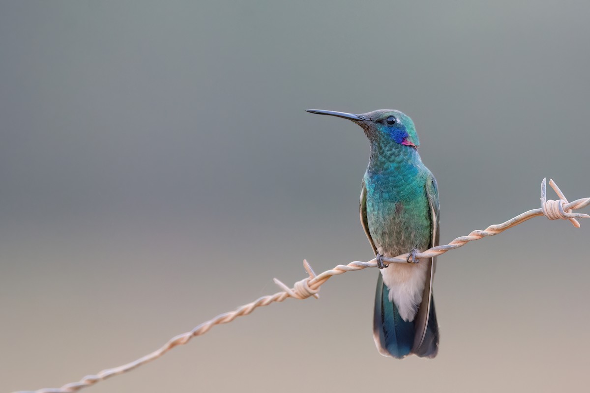 White-vented Violetear - ML623338027