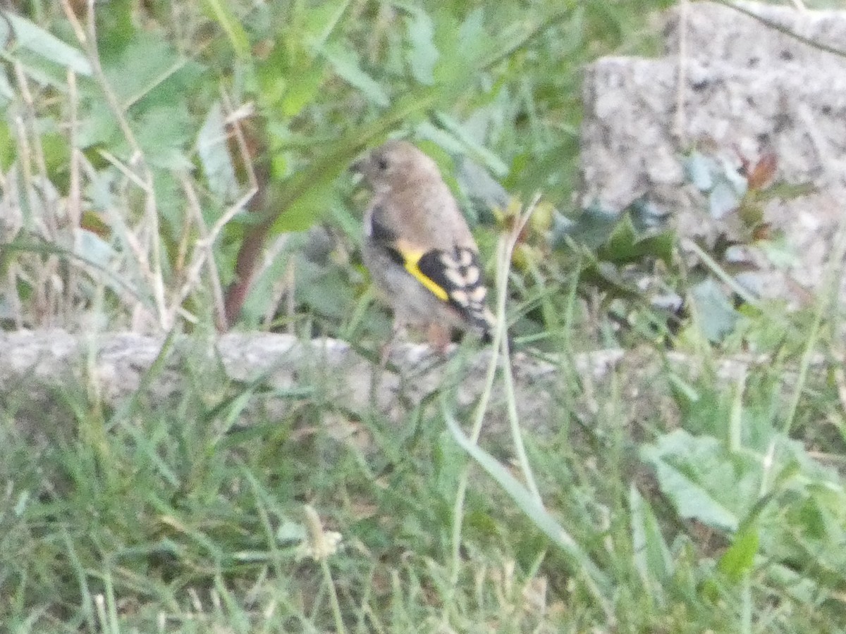 European Goldfinch - ML623338039