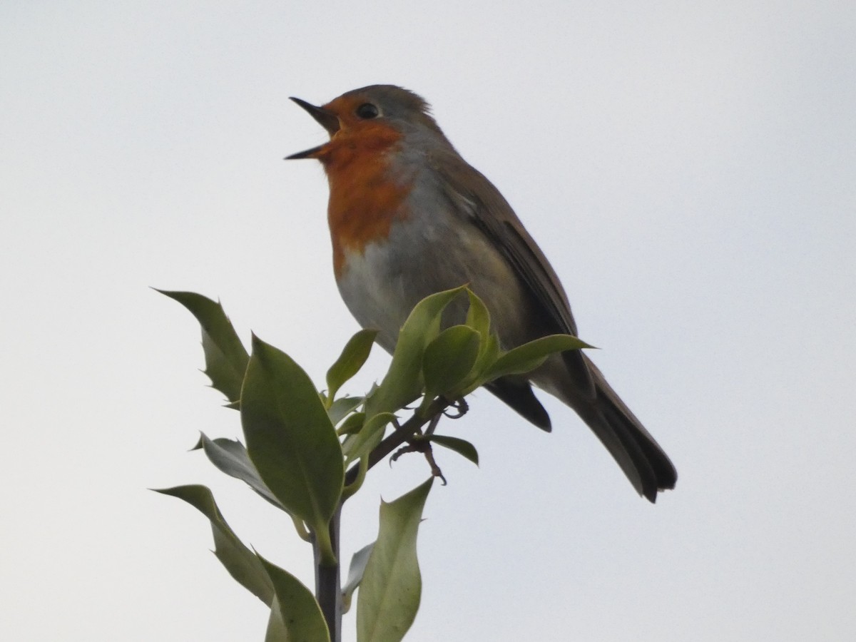 European Robin - ML623338049