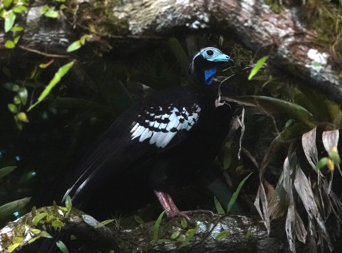 Trinidad Piping-Guan - ML623338058