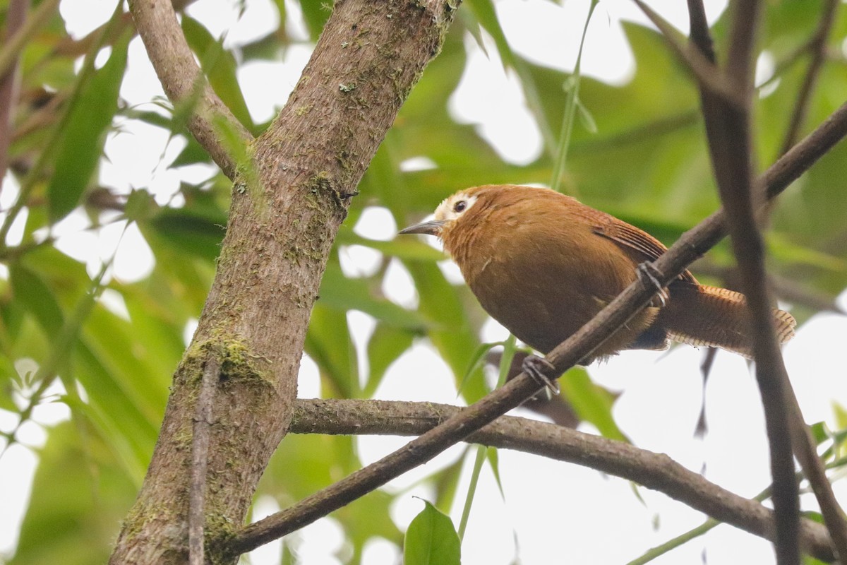 Peruvian Wren - ML623338061