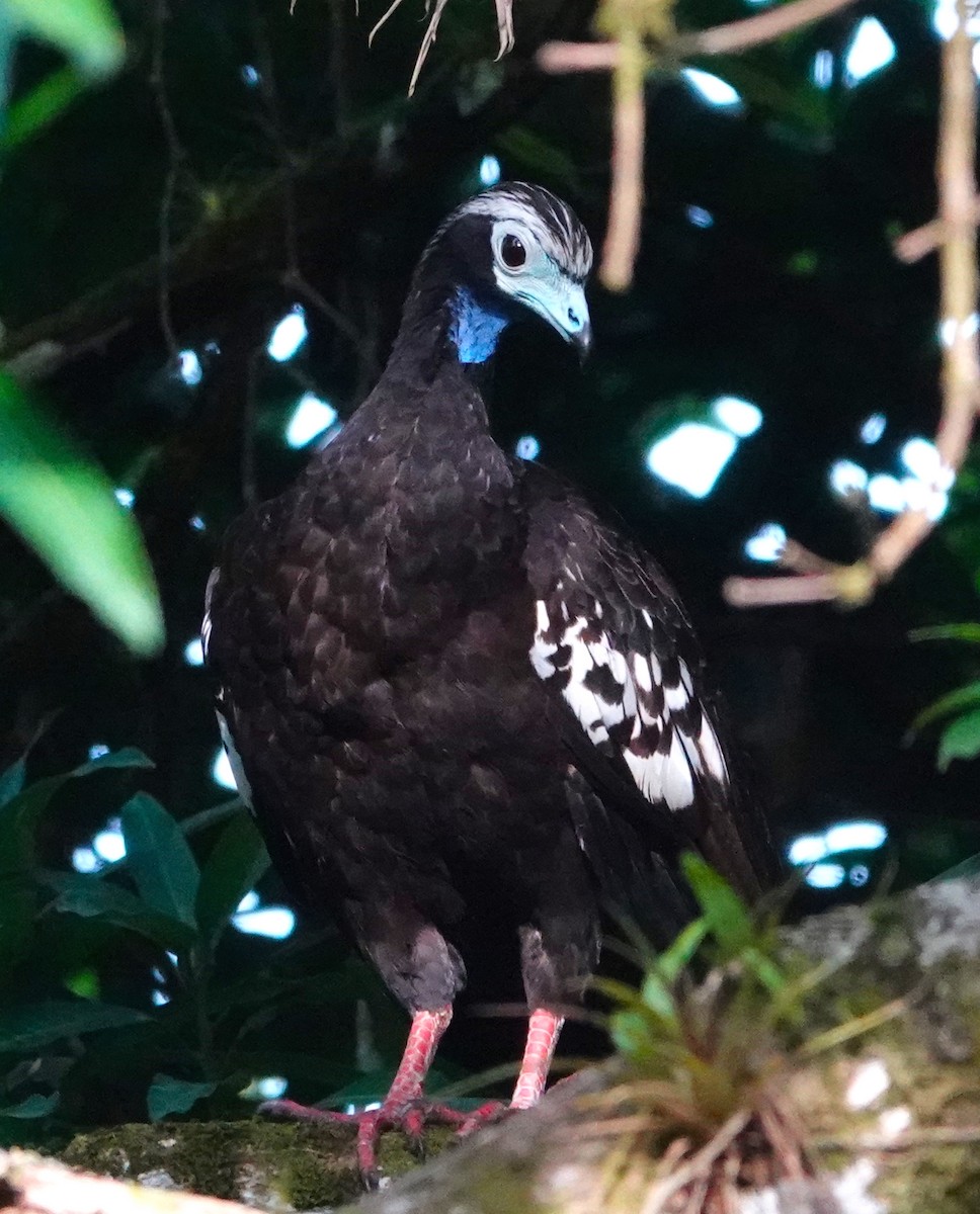 Trinidad Piping-Guan - Thomas Jackman