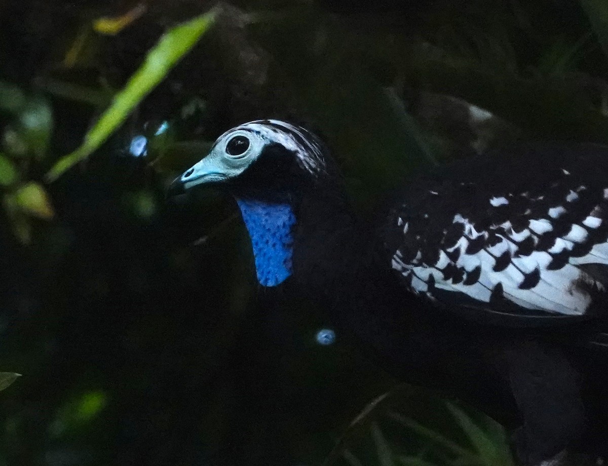 Trinidad Piping-Guan - ML623338085