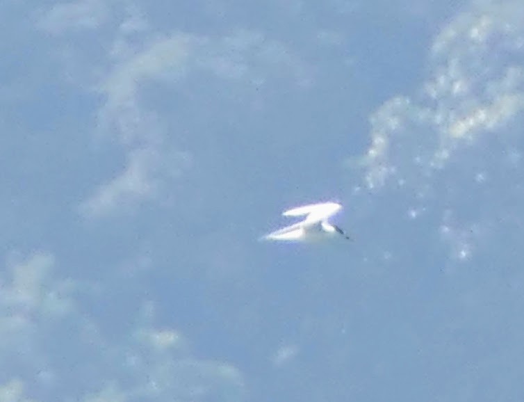 South American Tern - ML623338095