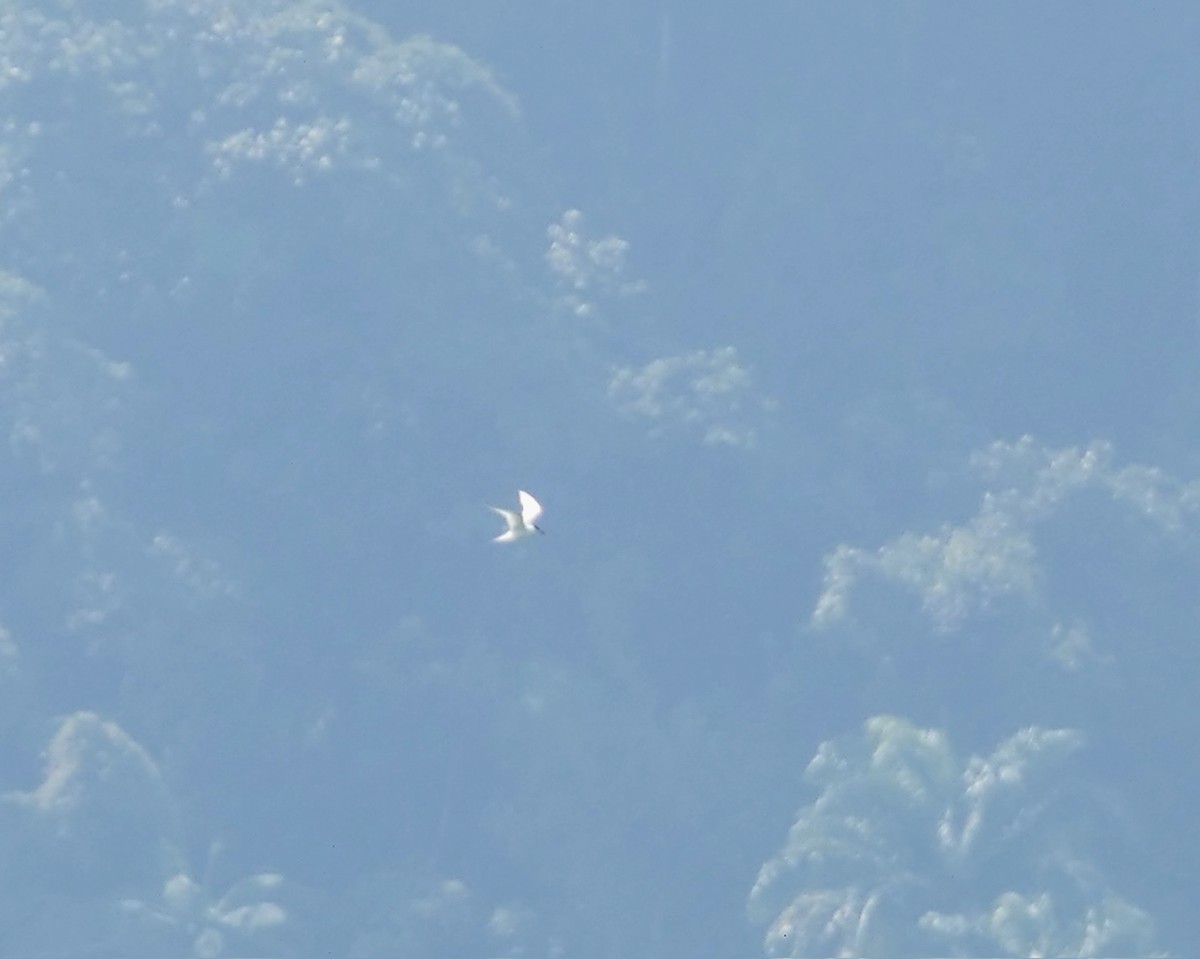 South American Tern - ML623338096