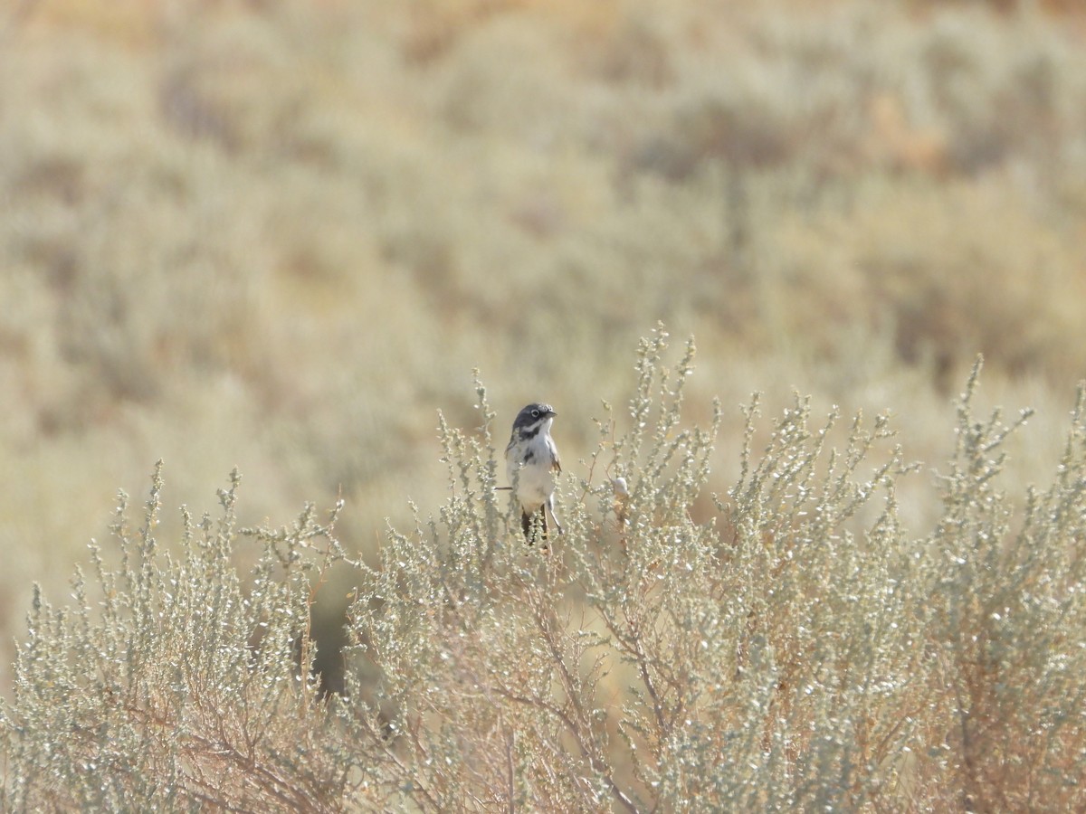 Bell's Sparrow - ML623338154