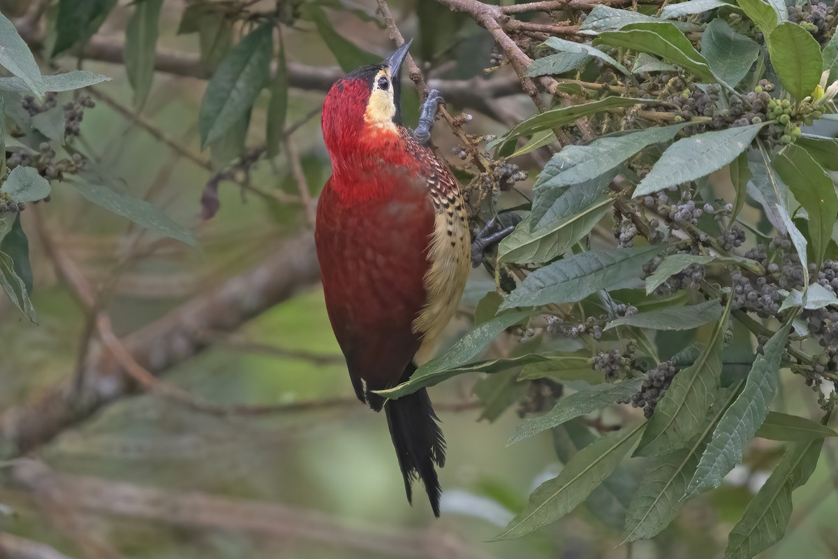 Crimson-mantled Woodpecker - ML623338183