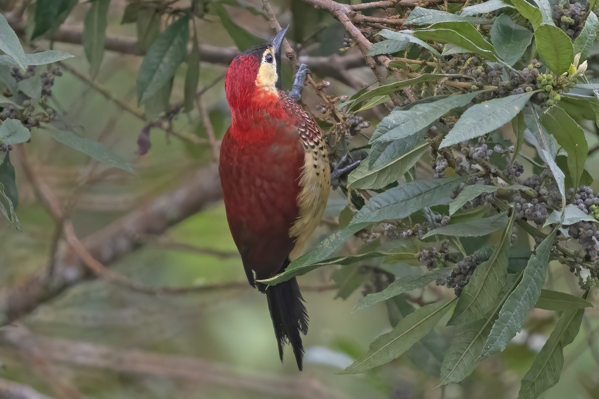 Crimson-mantled Woodpecker - ML623338184