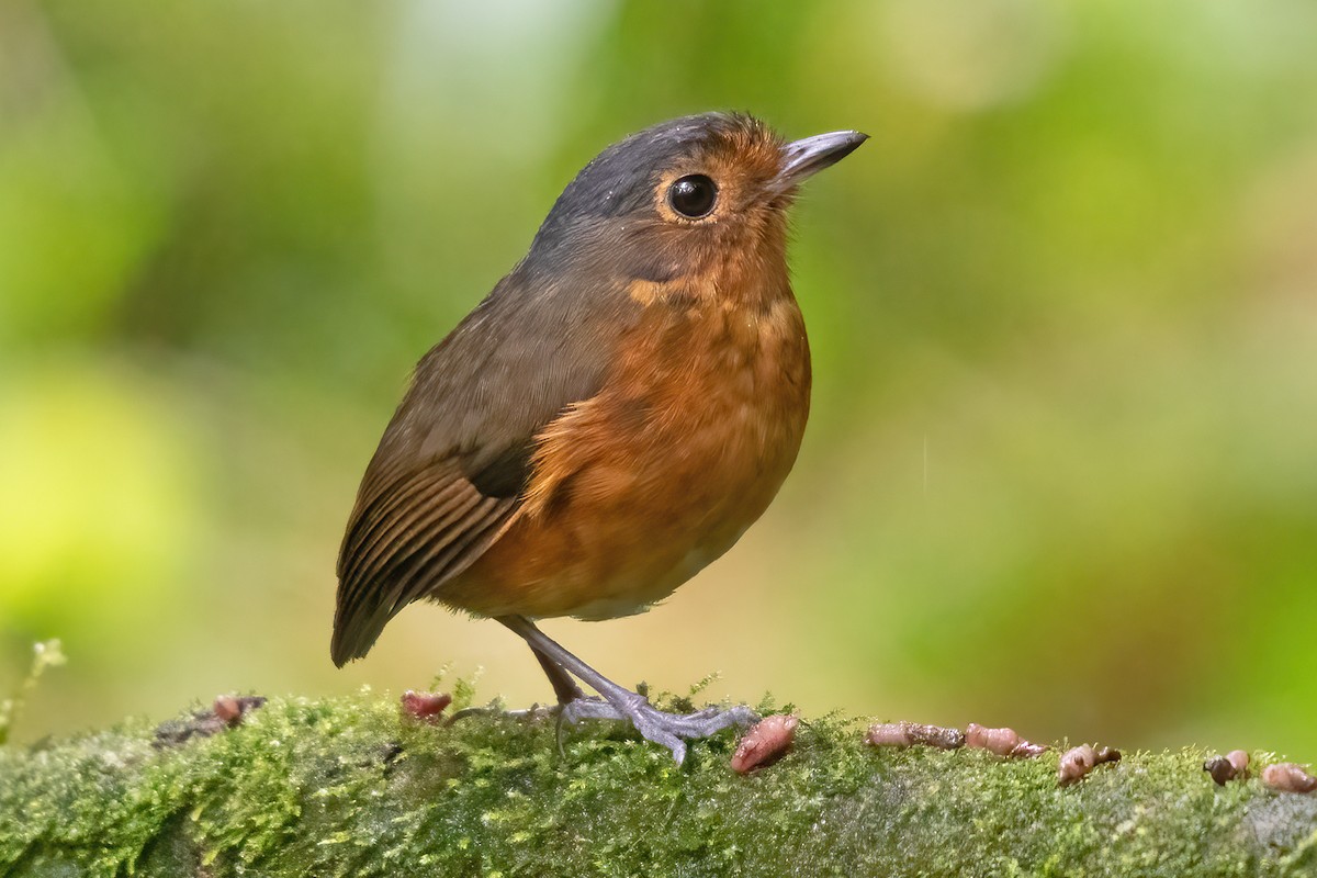 Slate-crowned Antpitta - ML623338394