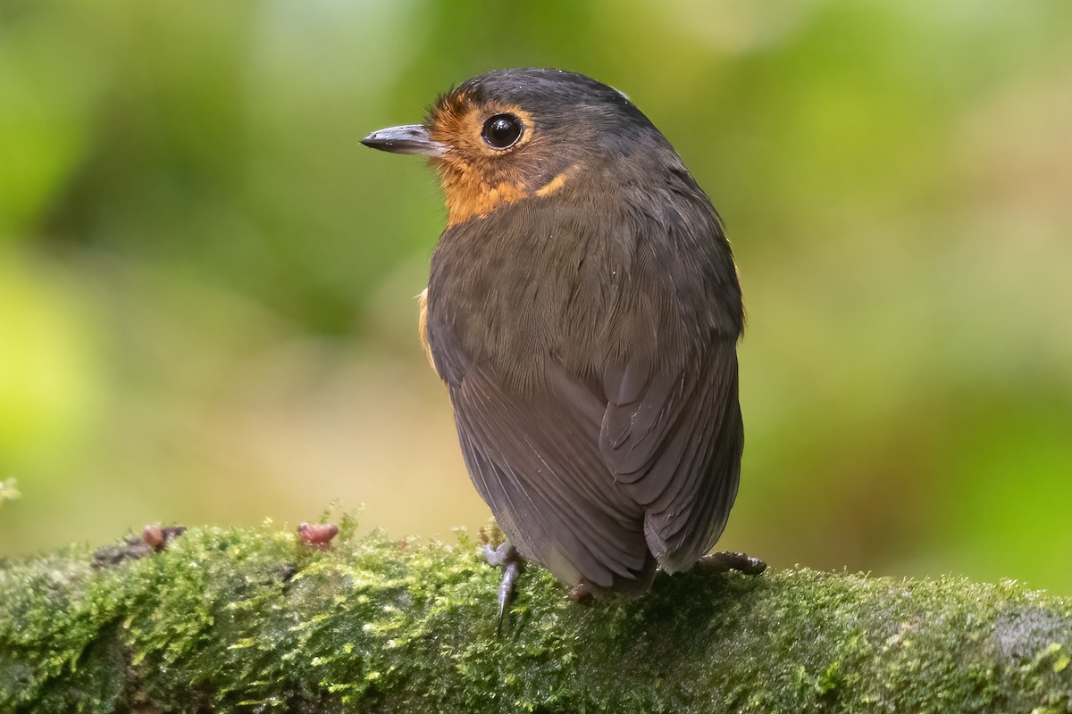 Slate-crowned Antpitta - ML623338395