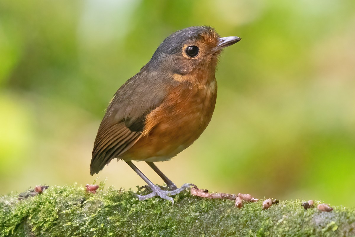 Slate-crowned Antpitta - ML623338396