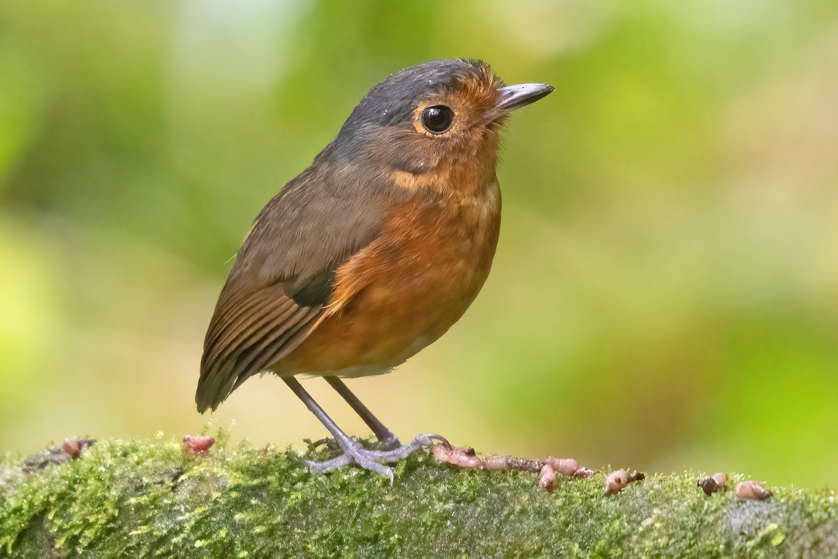 Slate-crowned Antpitta - ML623338397