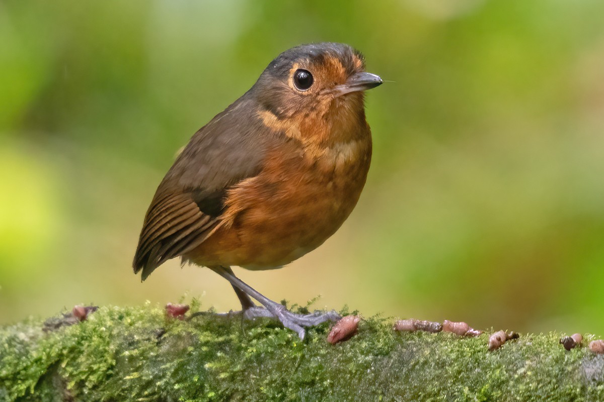 Slate-crowned Antpitta - ML623338398