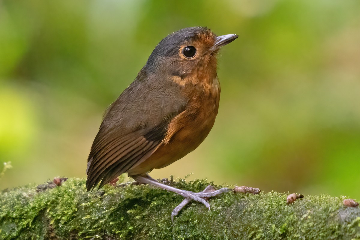 Slate-crowned Antpitta - ML623338399