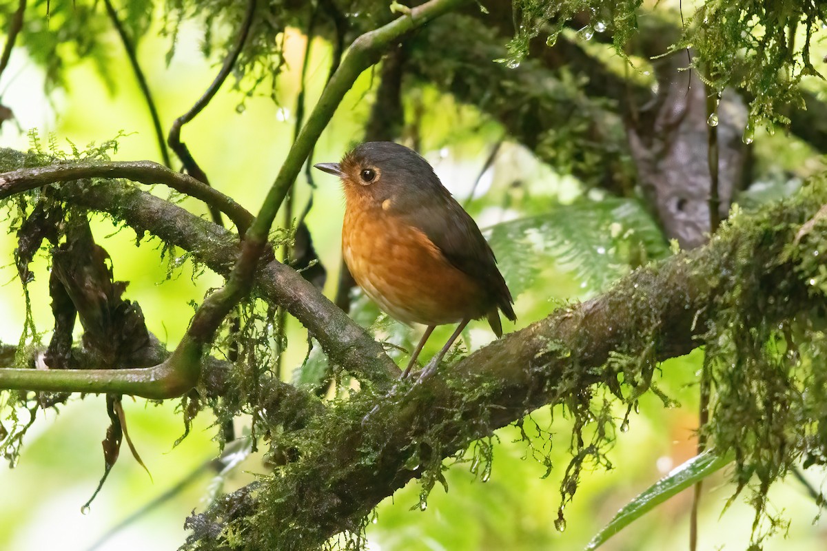 Slate-crowned Antpitta - ML623338400