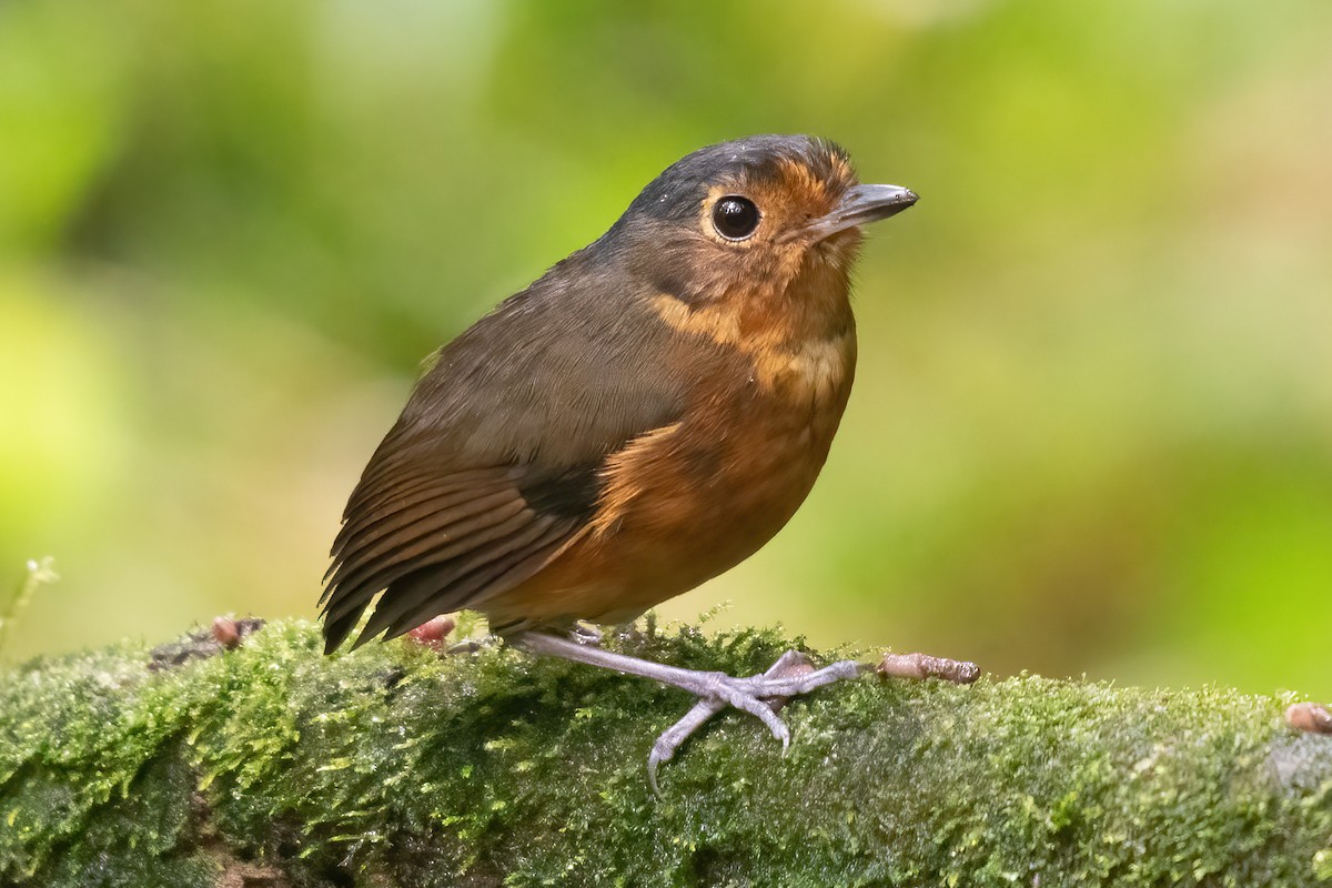 Slate-crowned Antpitta - ML623338401