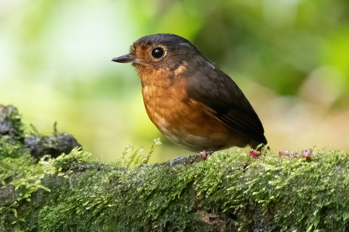 Slate-crowned Antpitta - ML623338402