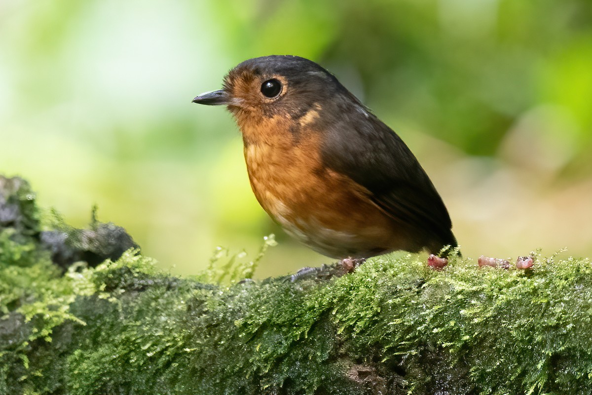 Slate-crowned Antpitta - ML623338403