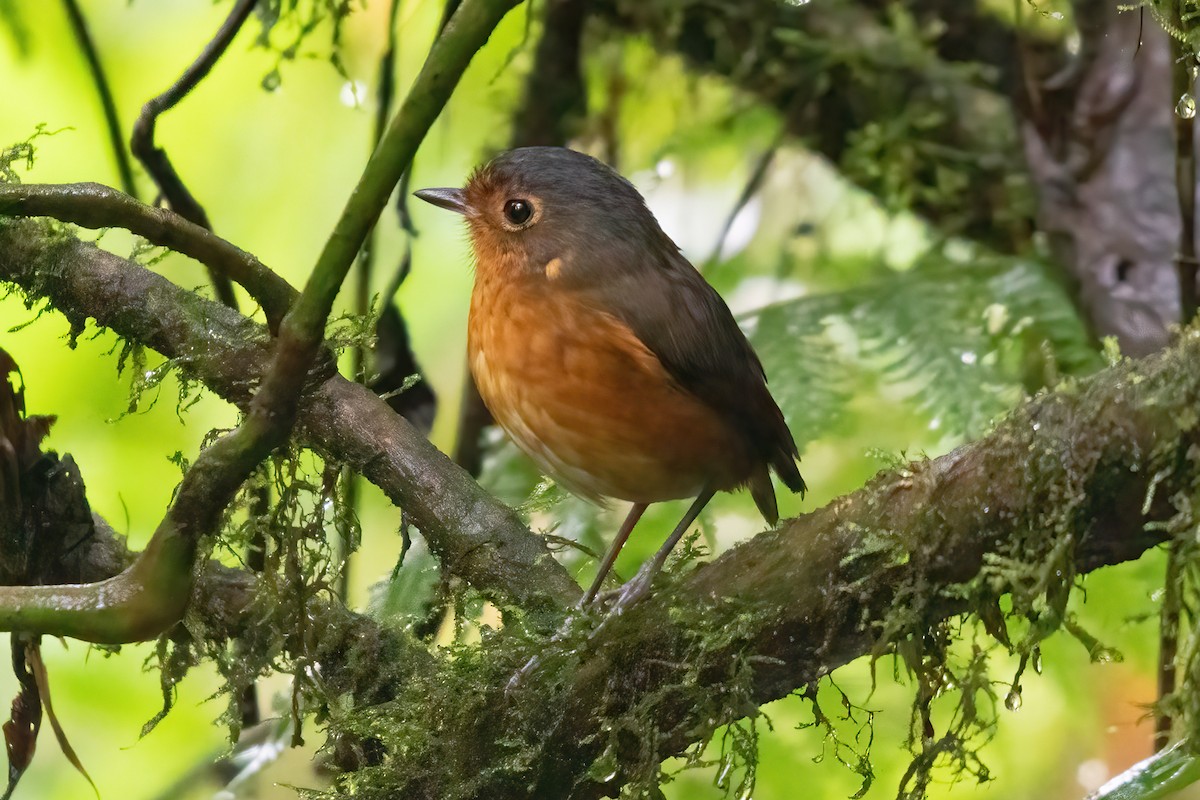 Slate-crowned Antpitta - ML623338404