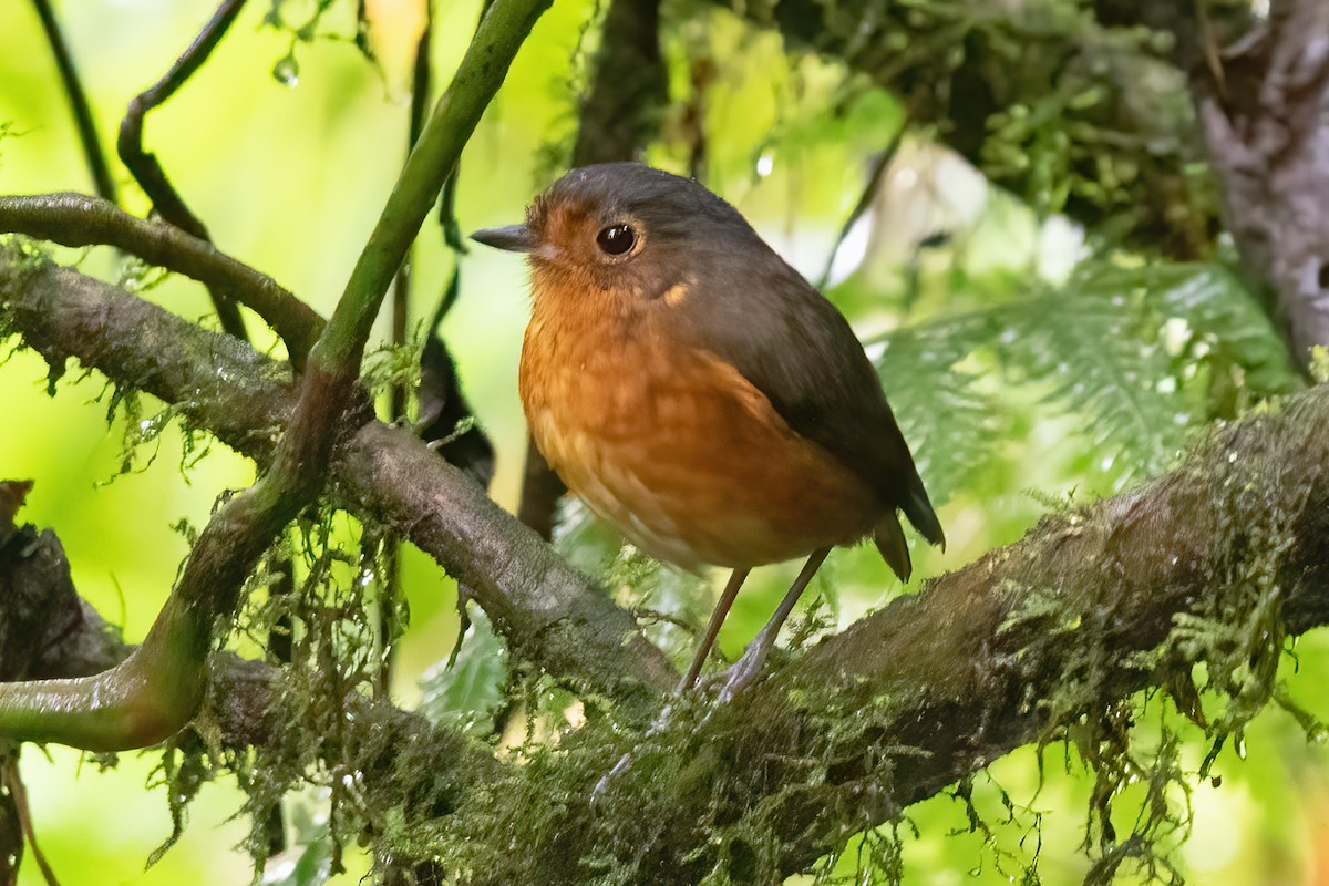 Slate-crowned Antpitta - Allen Chartier