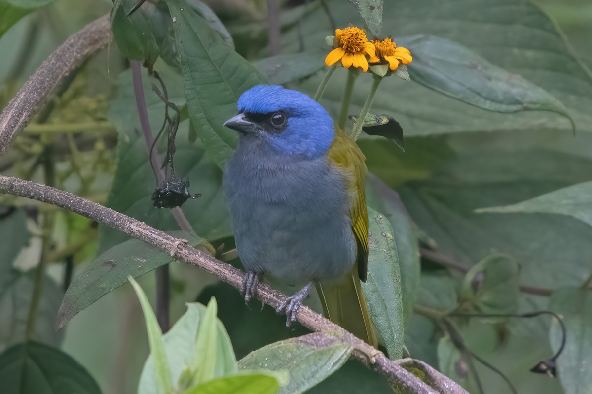 Blue-capped Tanager - ML623338474