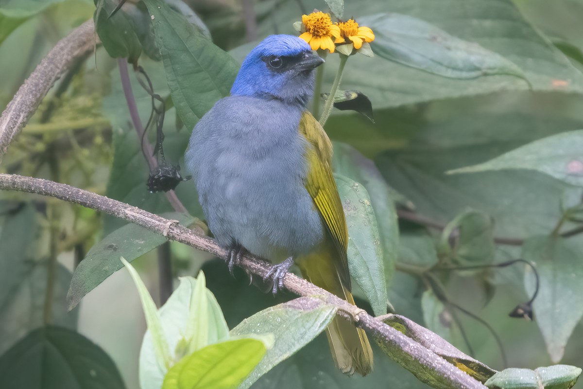 Blue-capped Tanager - ML623338475