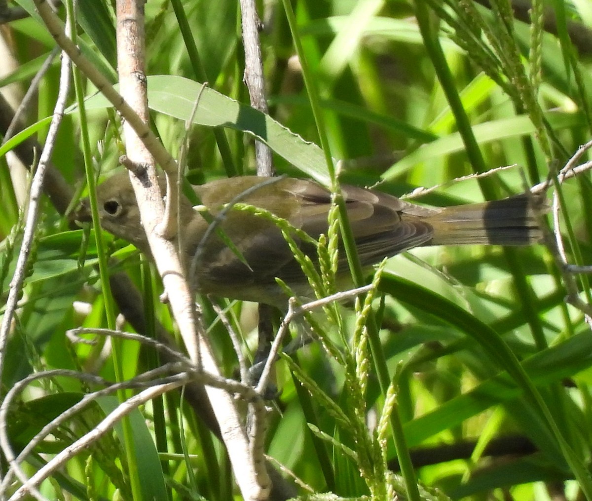 Painted Bunting - ML623338478