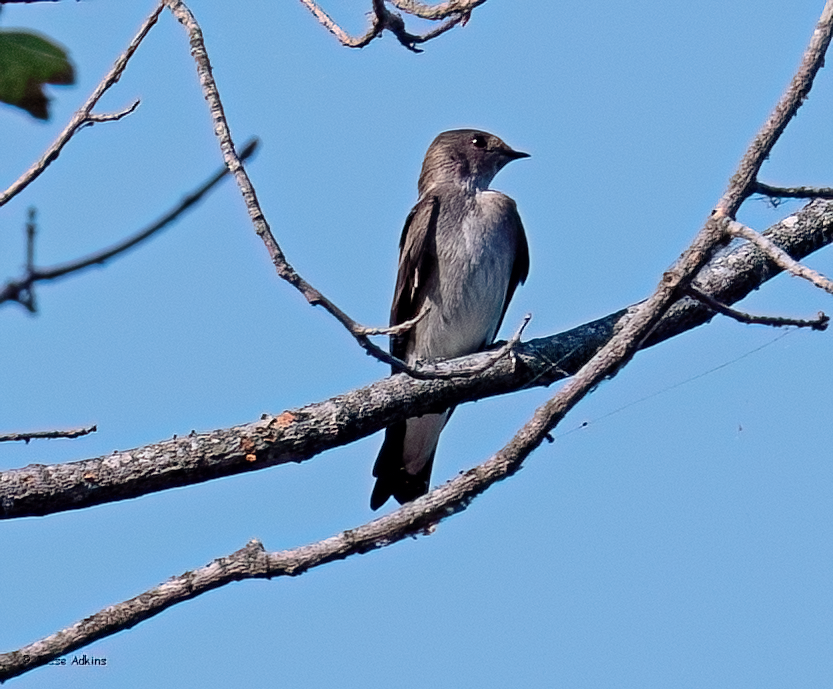 Northern Rough-winged Swallow (Northern) - ML623338483