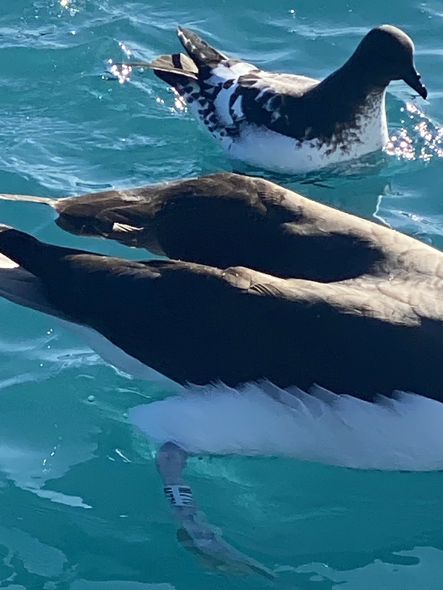 Albatros à sourcils noirs (melanophris) - ML623338531