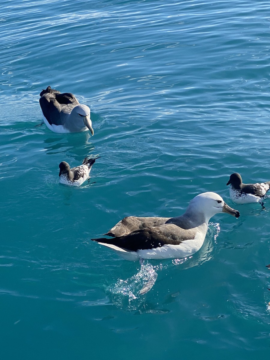 Albatros à sourcils noirs (melanophris) - ML623338532