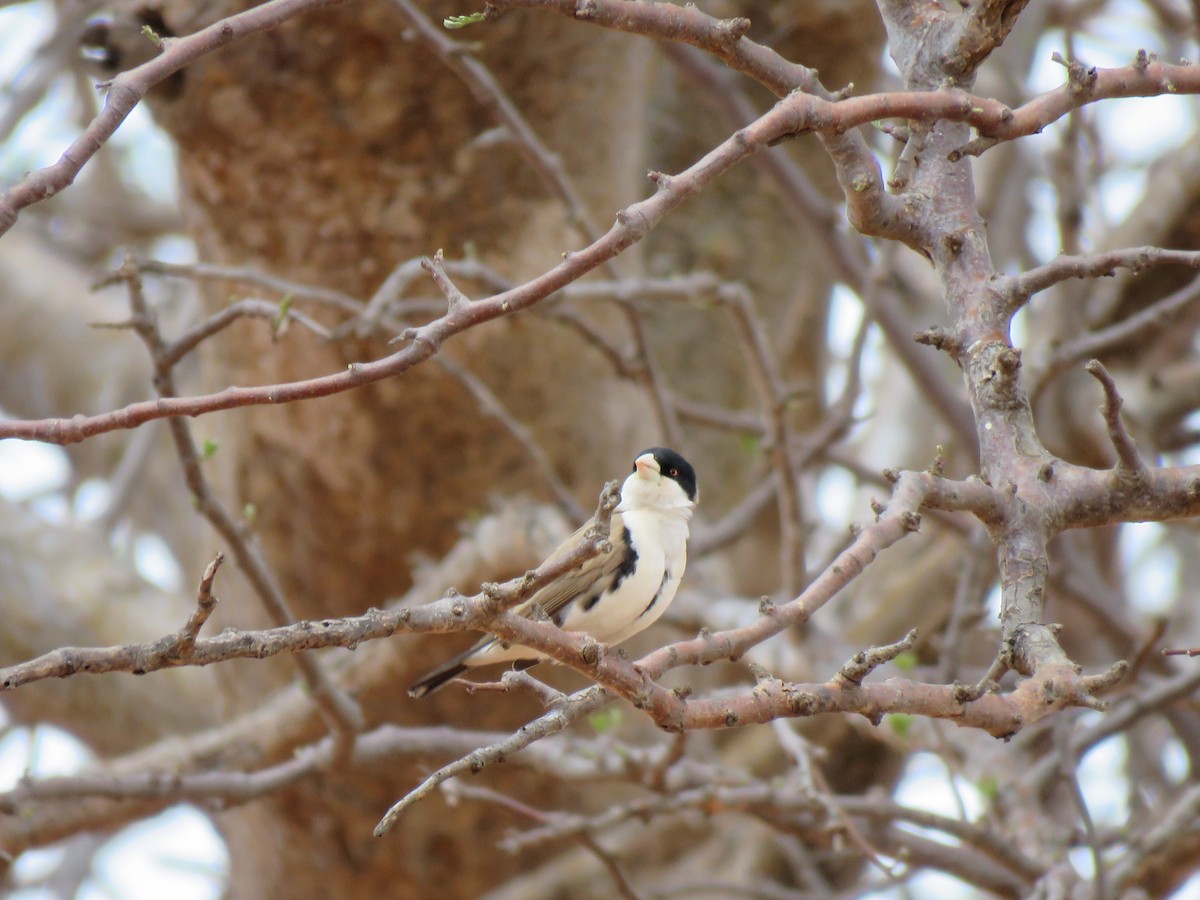 Black-capped Social-Weaver - ML623338554