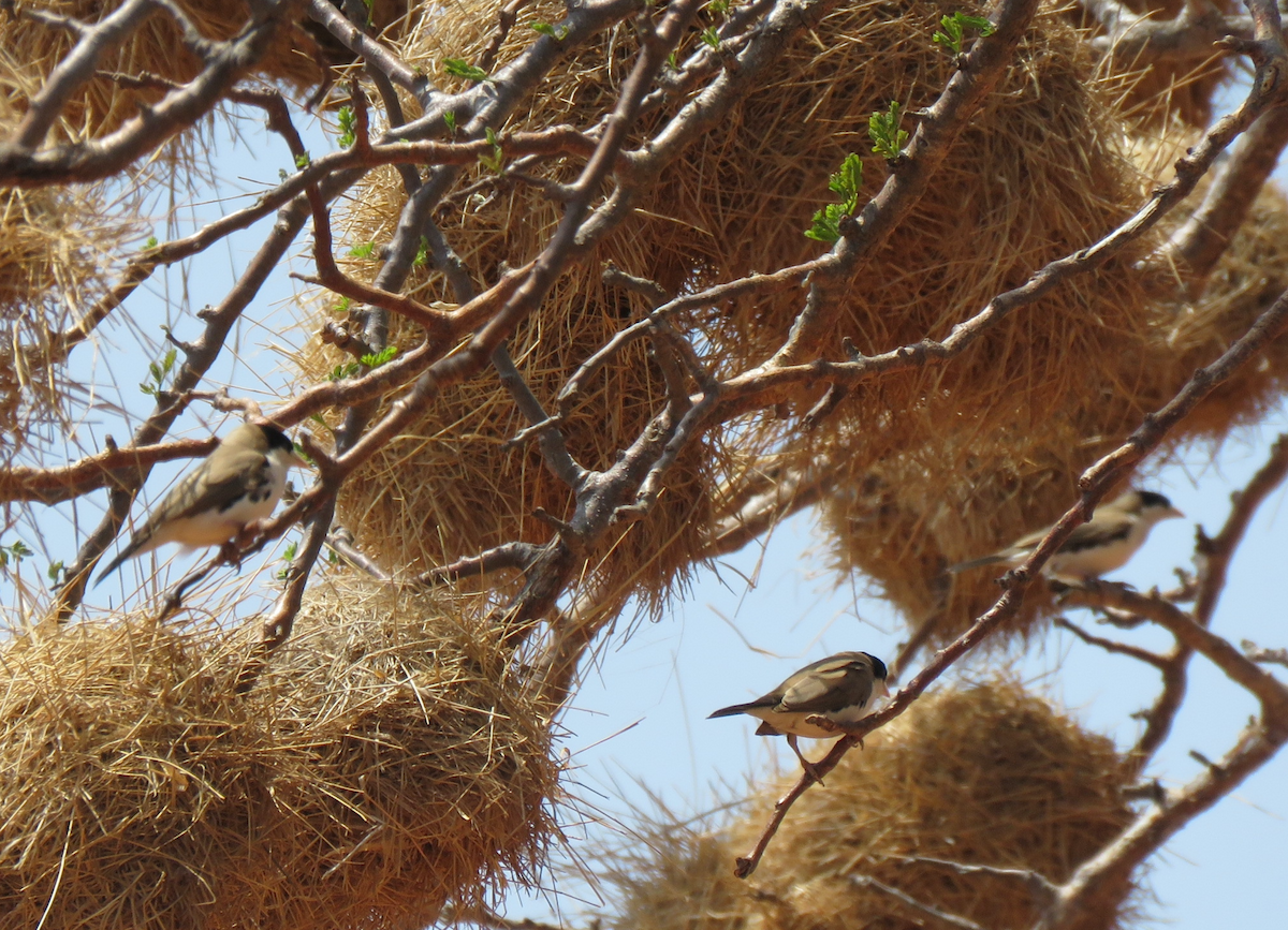 Black-capped Social-Weaver - ML623338622