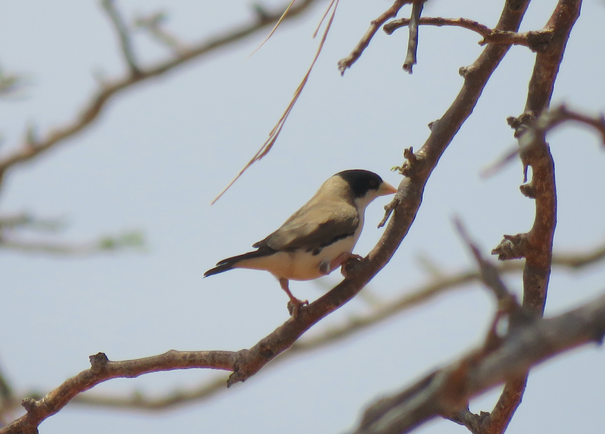 Black-capped Social-Weaver - ML623338623