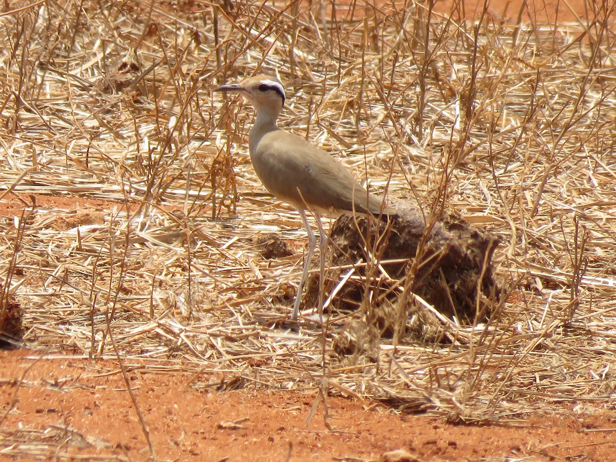 somaliløper - ML623338667