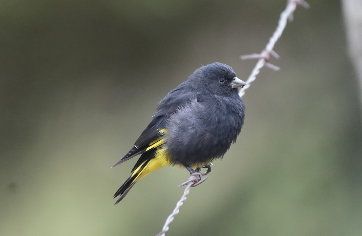 Black Siskin - ML623338683