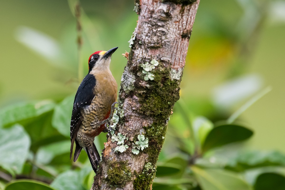 Black-cheeked Woodpecker - ML623338708