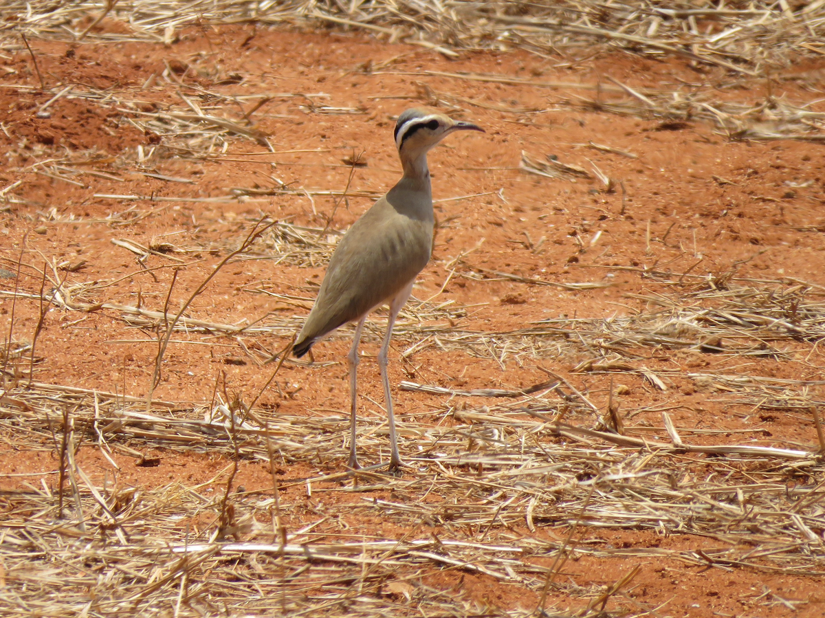 somaliløper - ML623338709