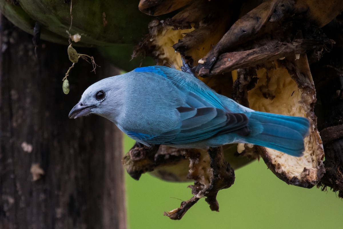 Blue-gray Tanager - ML623338722