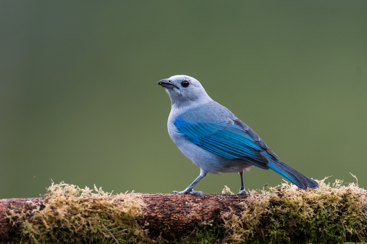 Blue-gray Tanager - ML623338723