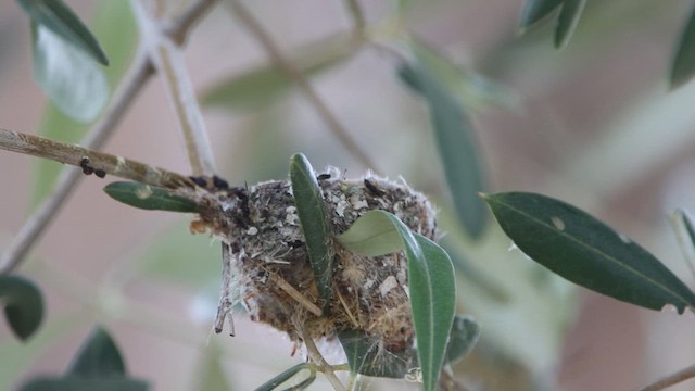 Anna's Hummingbird - ML623338725