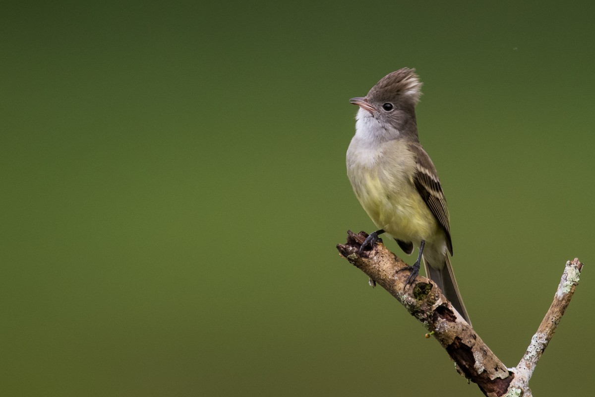 Yellow-bellied Elaenia - ML623338737