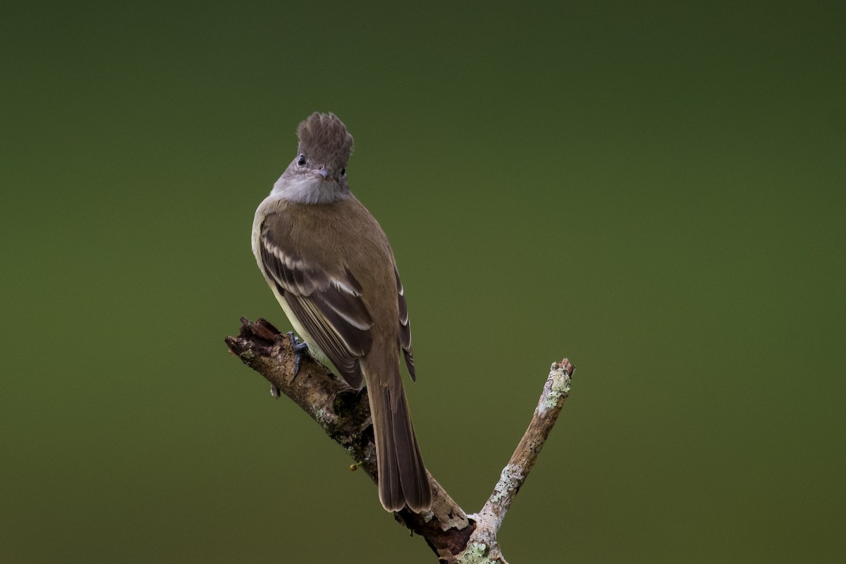 Yellow-bellied Elaenia - ML623338738