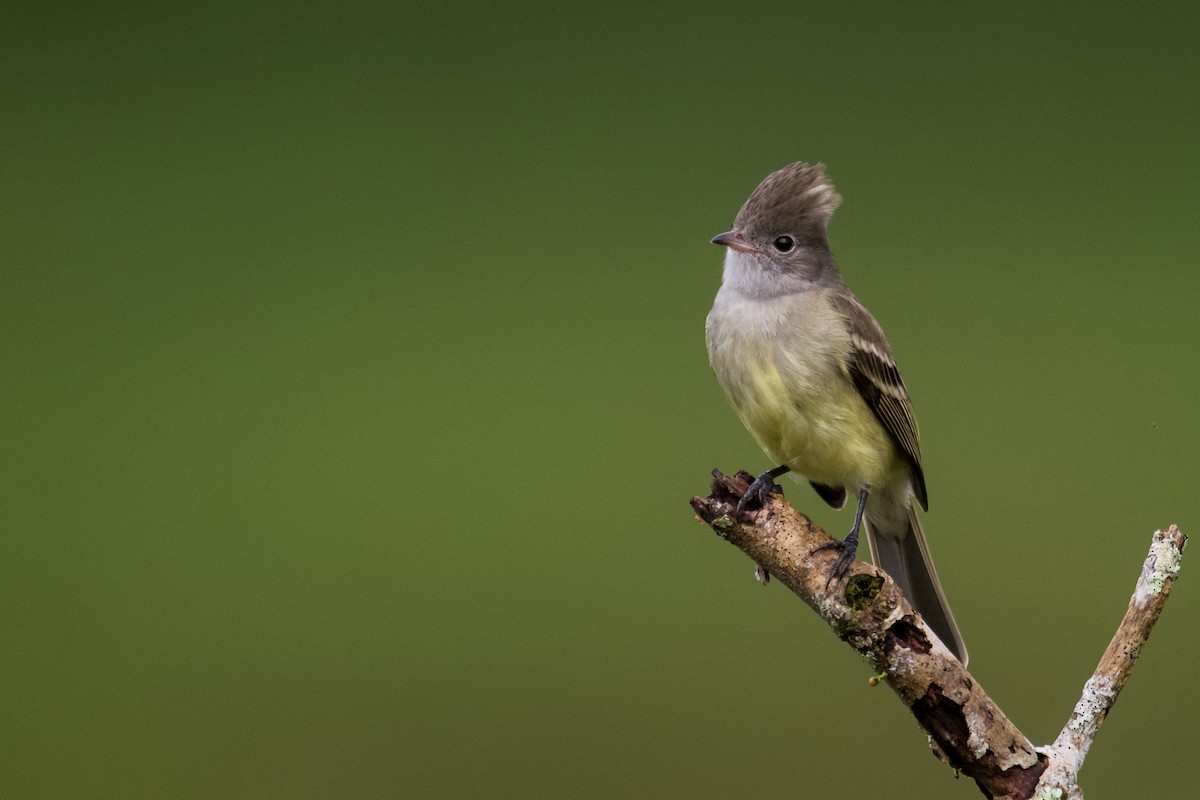 Yellow-bellied Elaenia - ML623338739