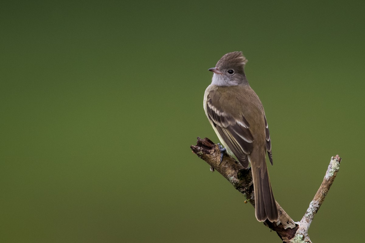 Yellow-bellied Elaenia - ML623338740