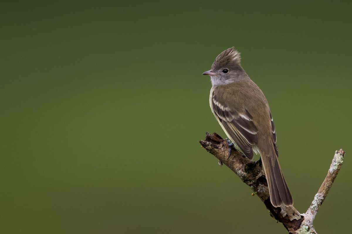 Yellow-bellied Elaenia - ML623338741