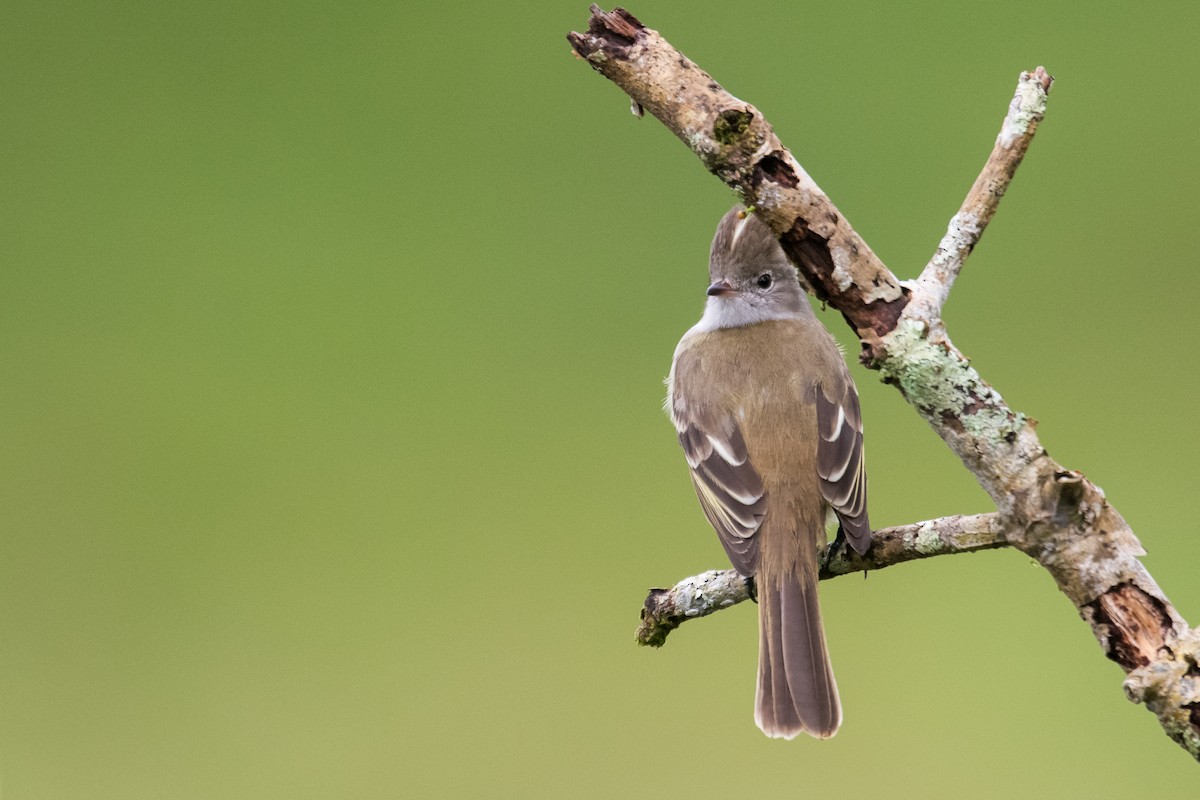 Yellow-bellied Elaenia - ML623338742